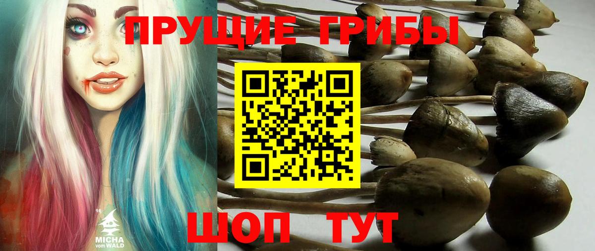 Галлюциногенные грибы Psilocybe Благовещенск